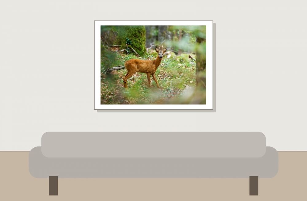 Capreolus Capreolus — Les Planches-en-Montagne — 40 × 30 cm