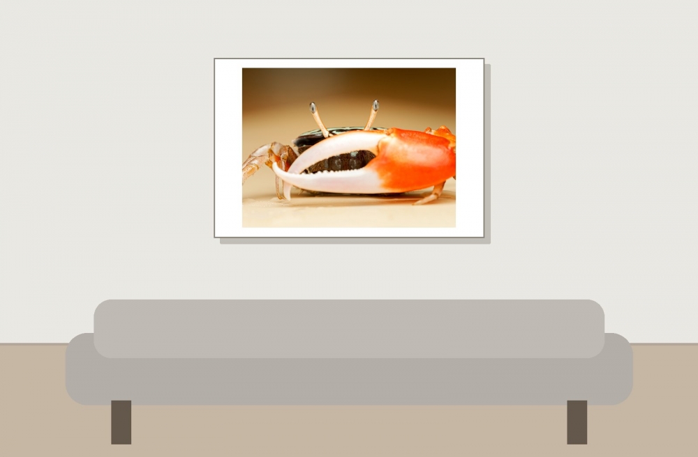 Crabe Violoniste — 20251026 — 60 × 40 cm
