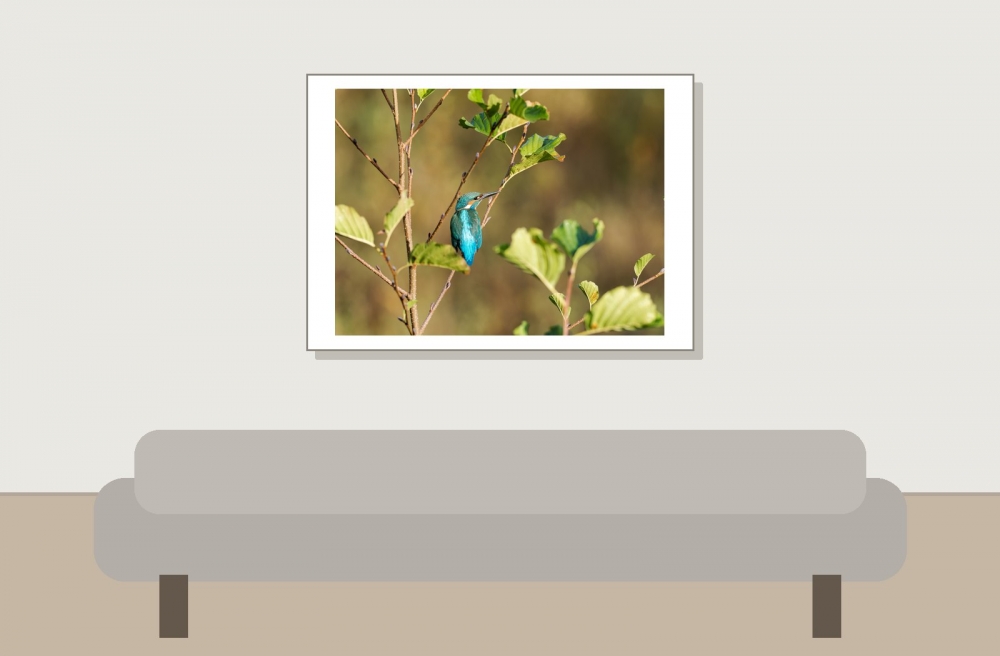 Alcedo Atthis 03 — Vergigny — 70 × 50 cm