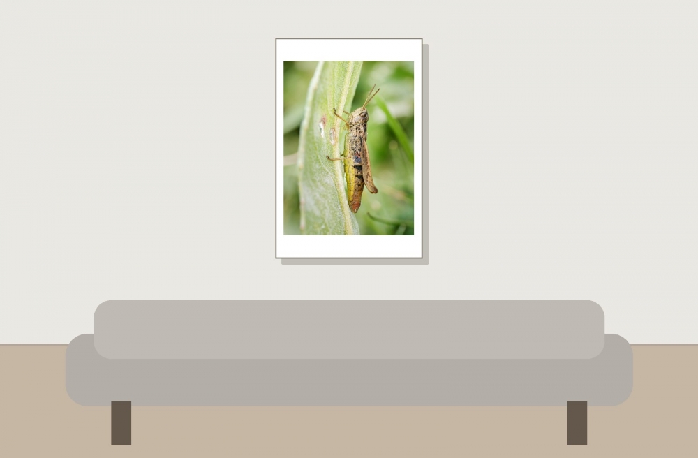 Chorthippus Apricarius — 20250812 — 40 × 60 cm