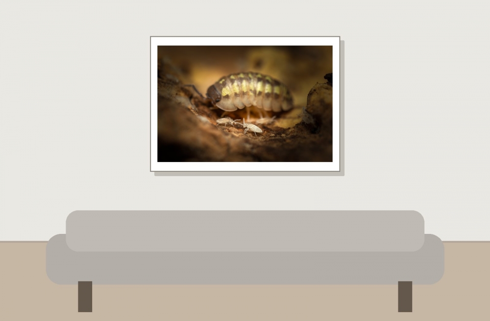 20250125 Armadillidium Granulatum Yellow — 70 × 50 cm