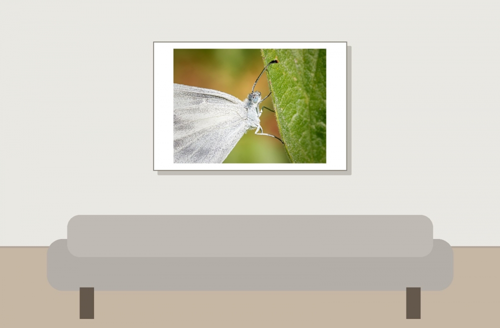 Leptidea Sinapis — 20250812 — 60 × 40 cm