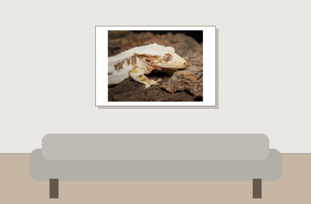 Correlophus Ciliatus — 20251115-2025-11-15 — 60 × 40 cm