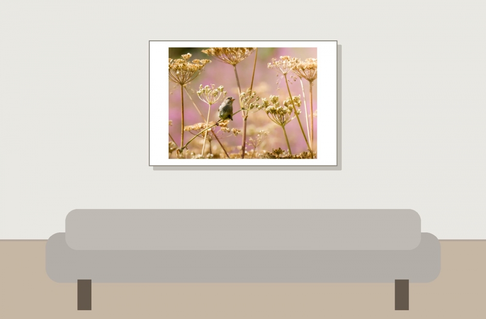 House Sparrow in Tignes — 60 × 40 cm