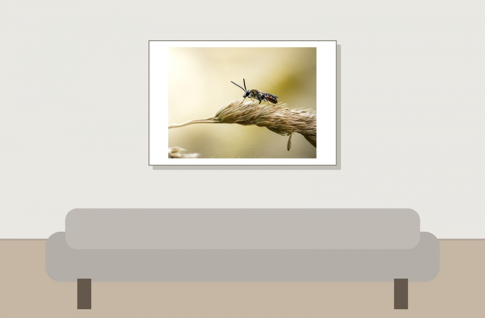 Lasioglossum Calceatum — Cheny — 60 × 40 cm