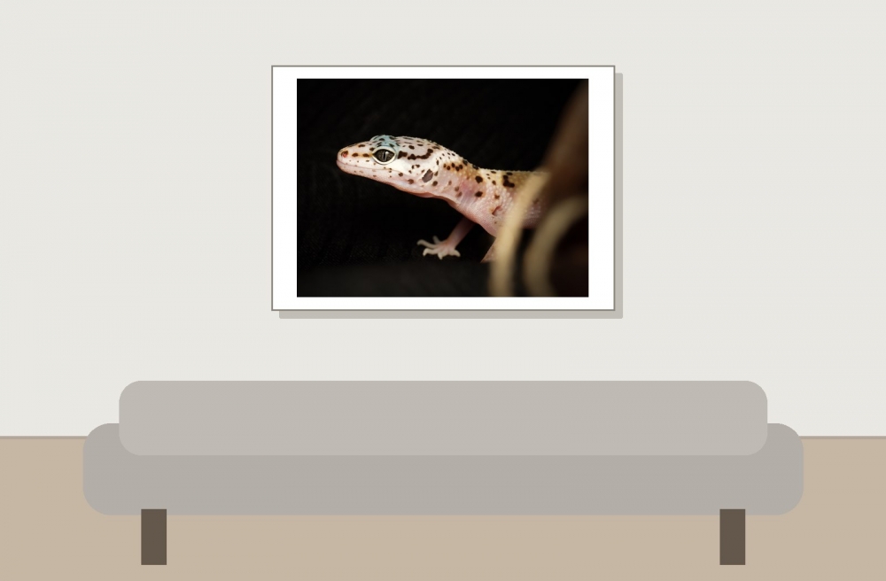 Eublepharis Macularius — 20251114-2025-11-15 — 70 × 50 cm