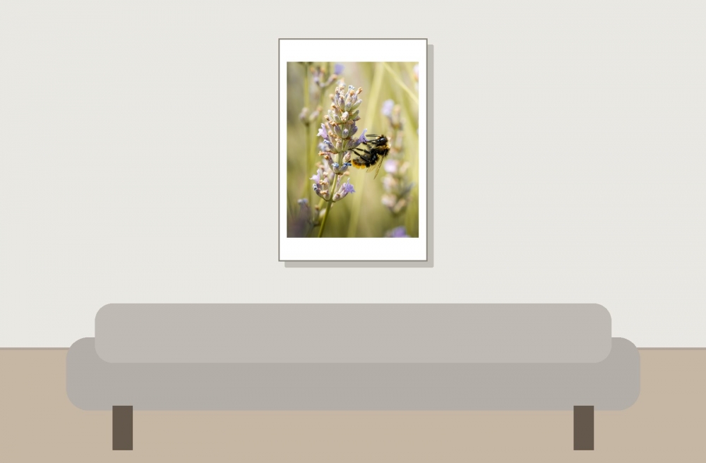 Bombus Lapidarius — Venoy — 40 × 60 cm