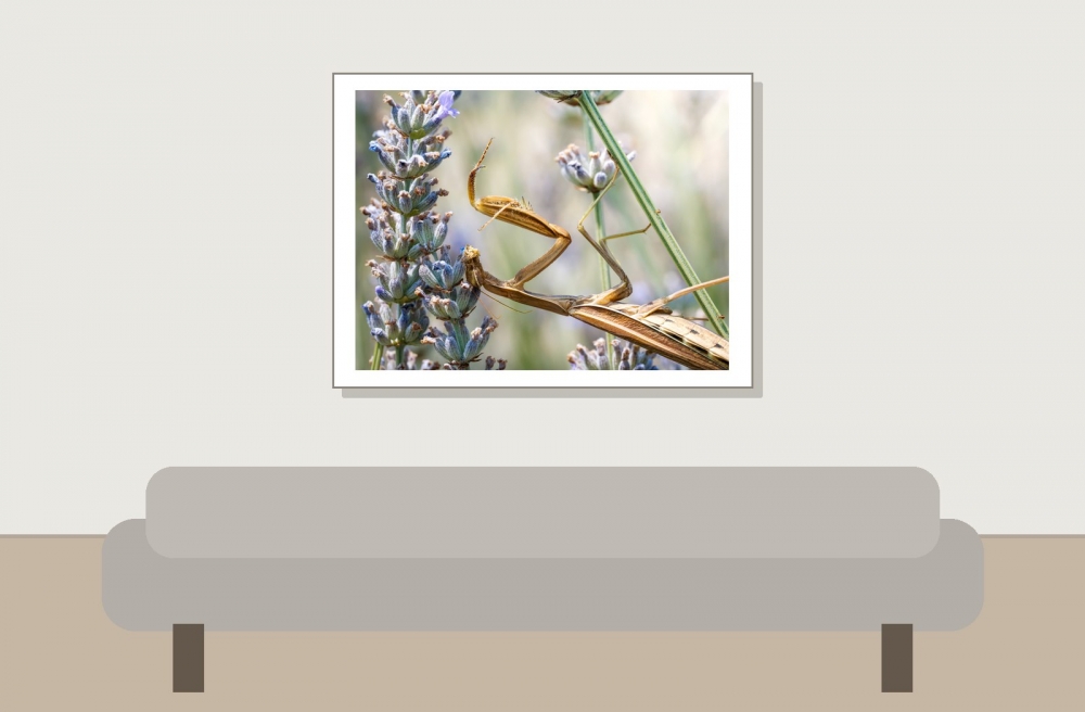 European Praying Mantis in Venoy — 40 × 30 cm