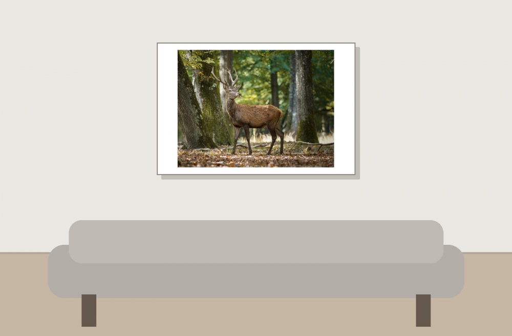 Cervus Elaphus — 20251014 — 60 × 40 cm