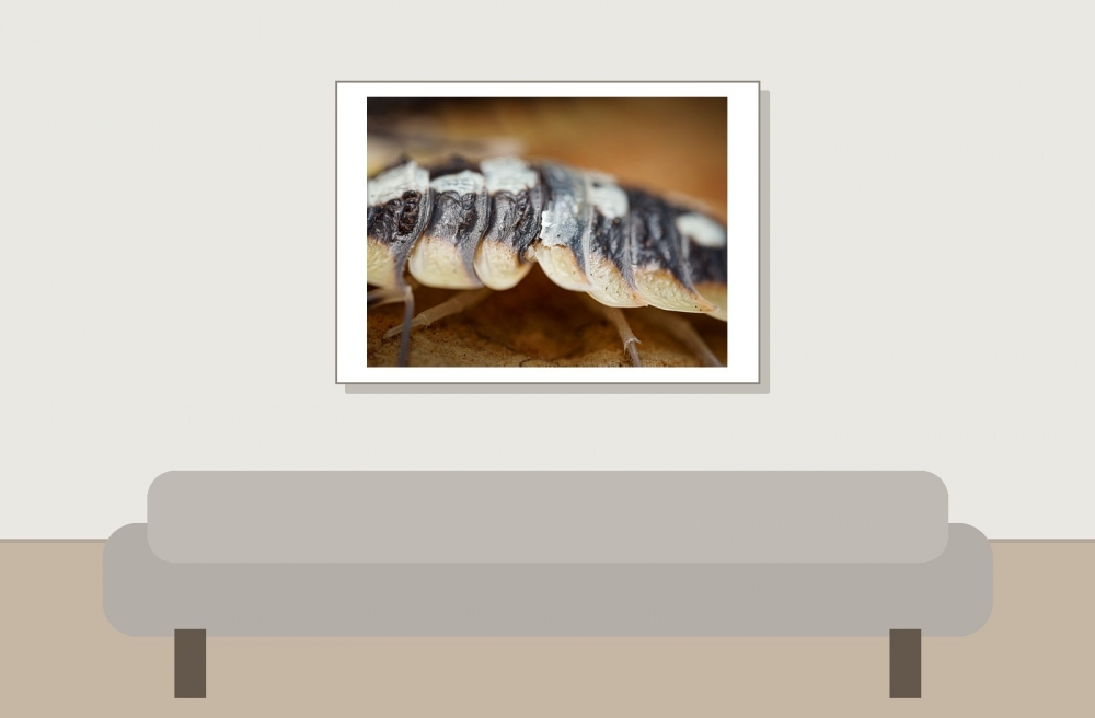 Porcellio Expansus — 70 × 50 cm
