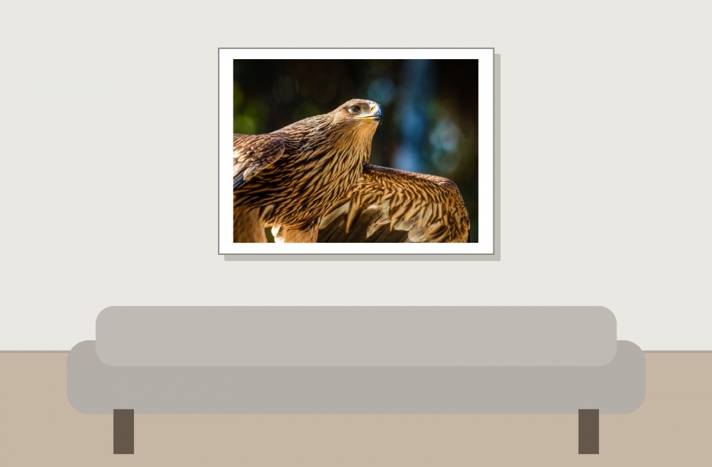 Aquila Chrysaetos — 20251014 — 40 × 30 cm