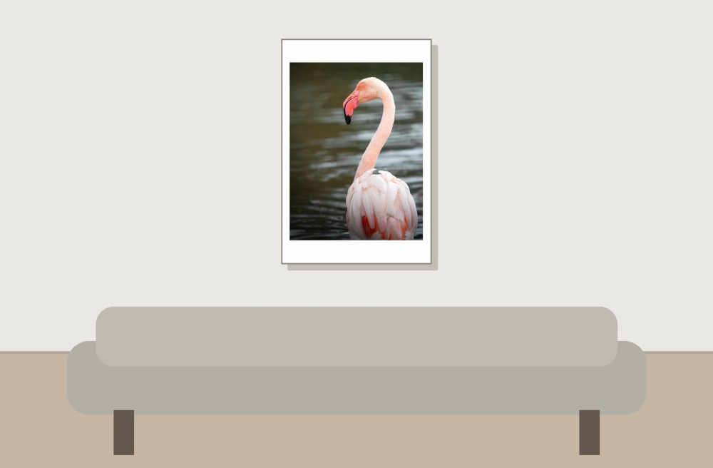 Phoenicopterus Roseus — 20251201 — 40 × 60 cm