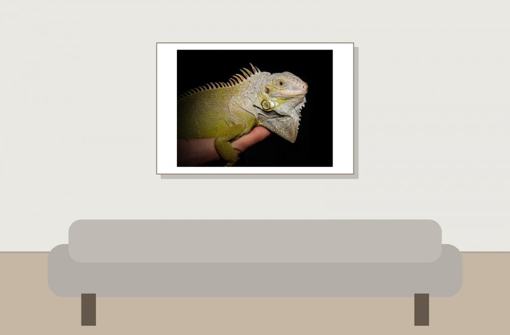 Iguana Iguana — 20251115-2025-11-15 — 60 × 40 cm