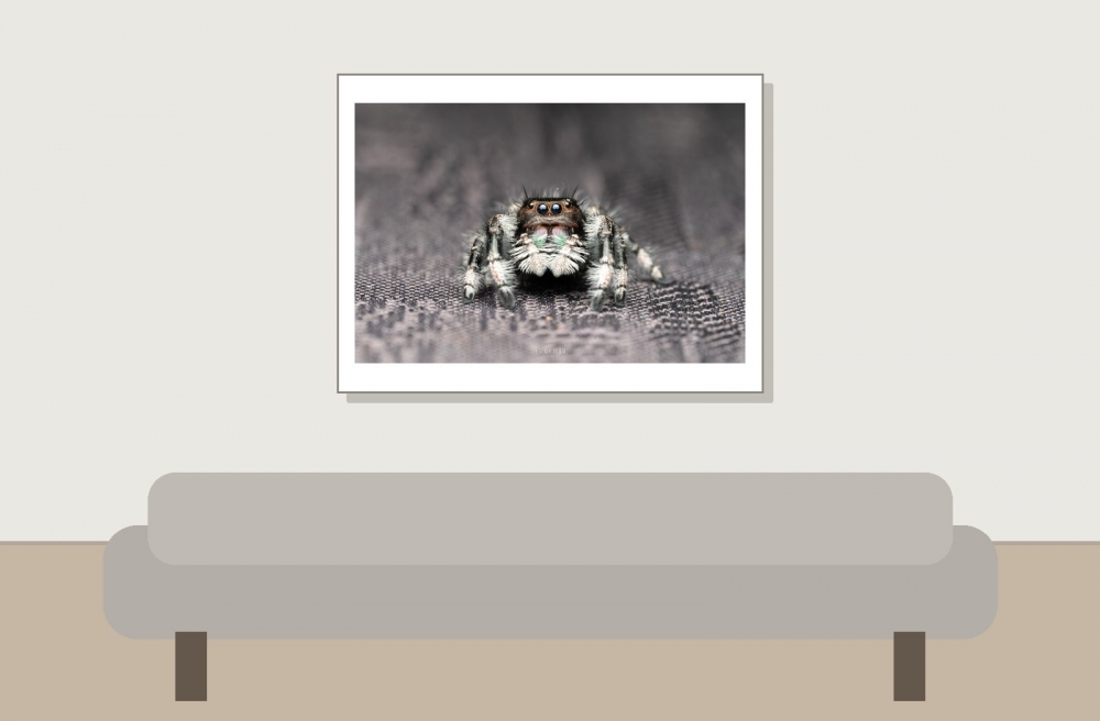 Landscape of 20250124,25-Jade Phidippus Regius Apalachicola — 40 × 30 cm