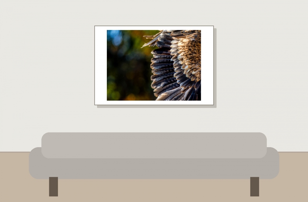 Aquila Chrysaetos — 20251014 — 60 × 40 cm
