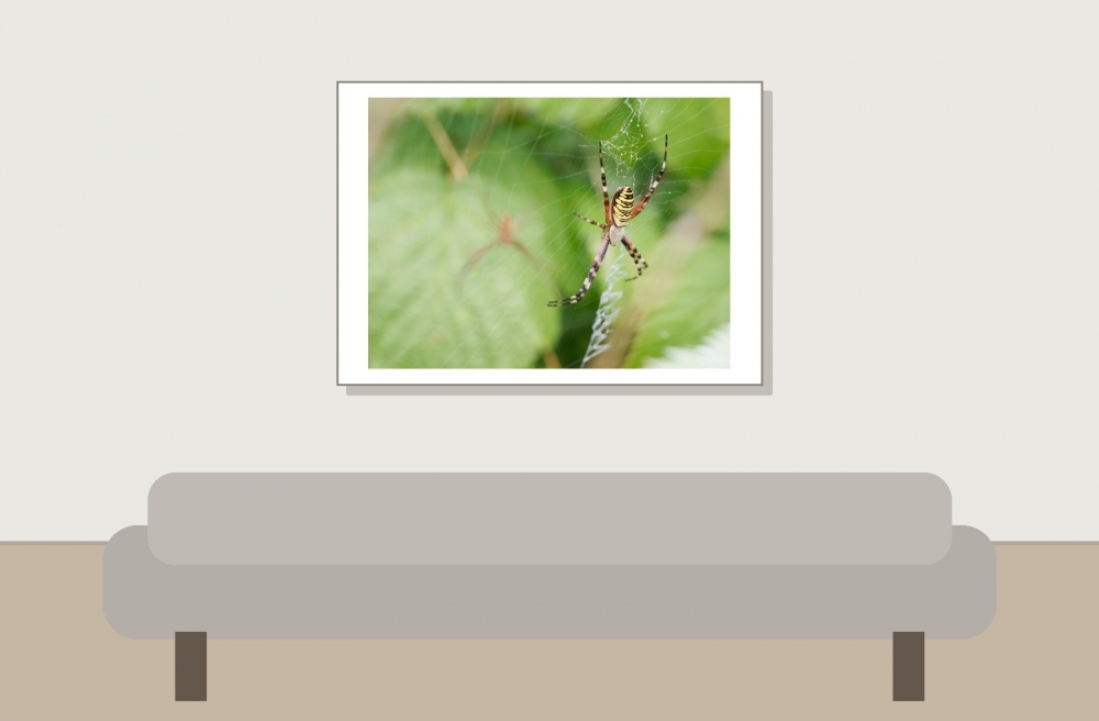 Wasp Spider in 20250722 — 70 × 50 cm