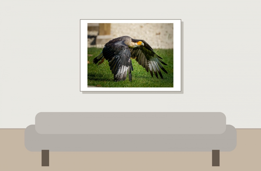 Caracara Plancus — 20251014 — 70 × 50 cm