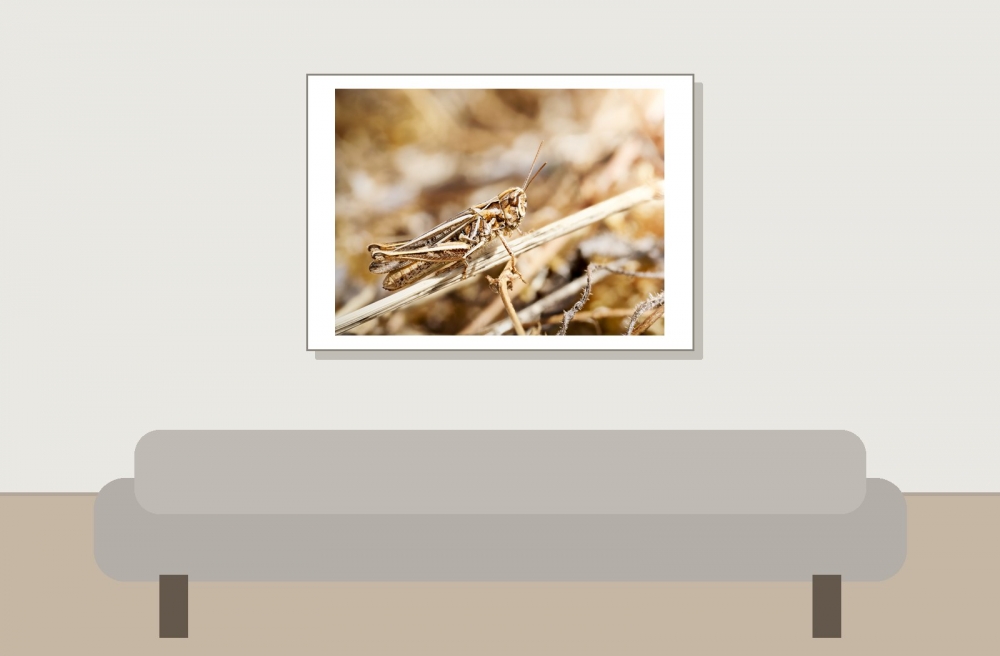 Chorthippus Biguttulus Group — Cheny — 70 × 50 cm