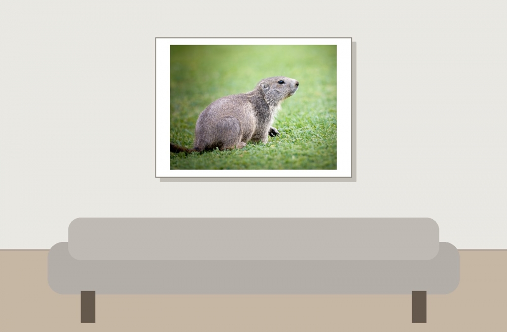 Marmota Marmota — 20250811 — 70 × 50 cm