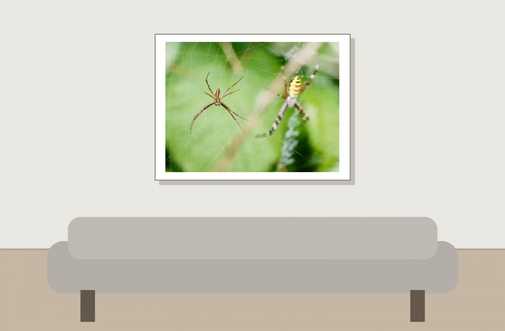 Wasp Spider in 20250722 — 40 × 30 cm