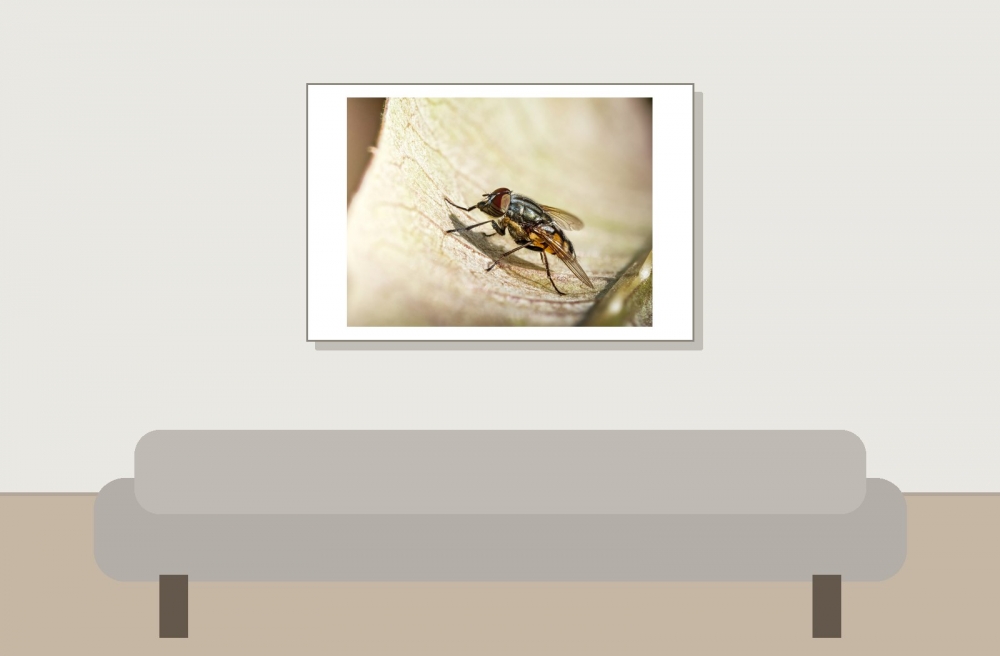 Stomorhina Lunata — Cheny — 60 × 40 cm