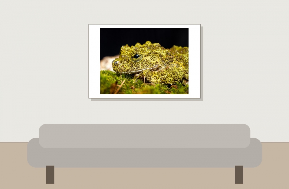 Theloderma Corticale — 20251115-2025-11-15 — 60 × 40 cm