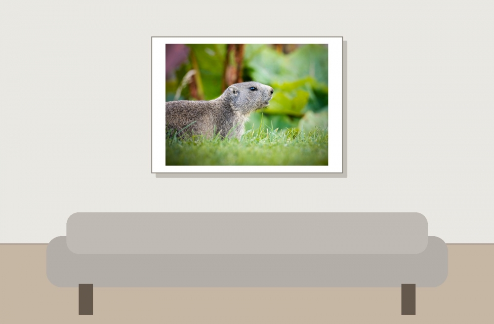 Marmota Marmota — 20250811 — 70 × 50 cm