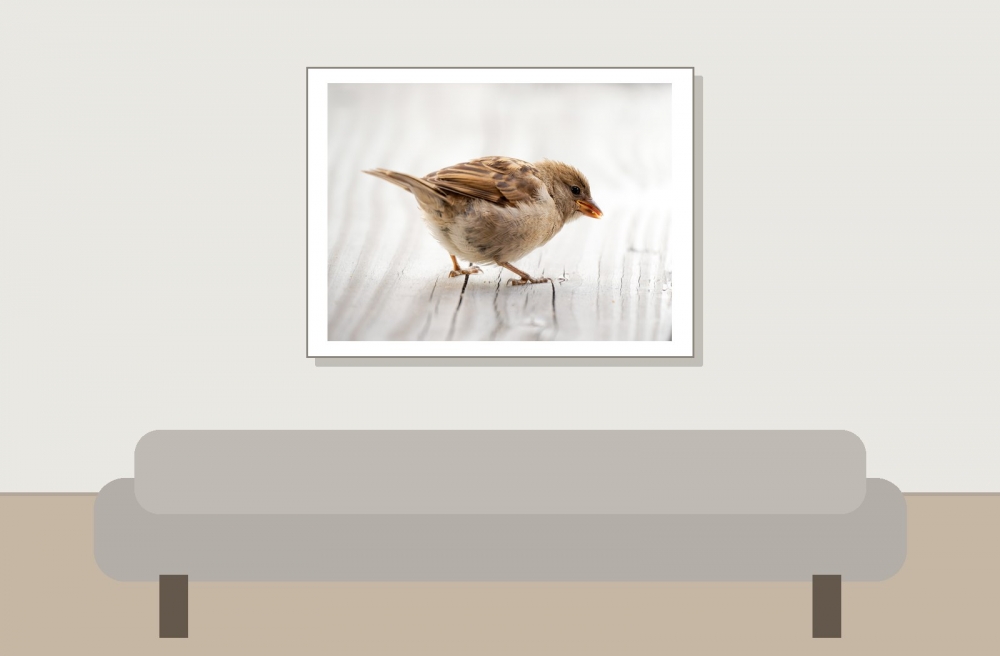 House Sparrow in Tignes — 40 × 30 cm