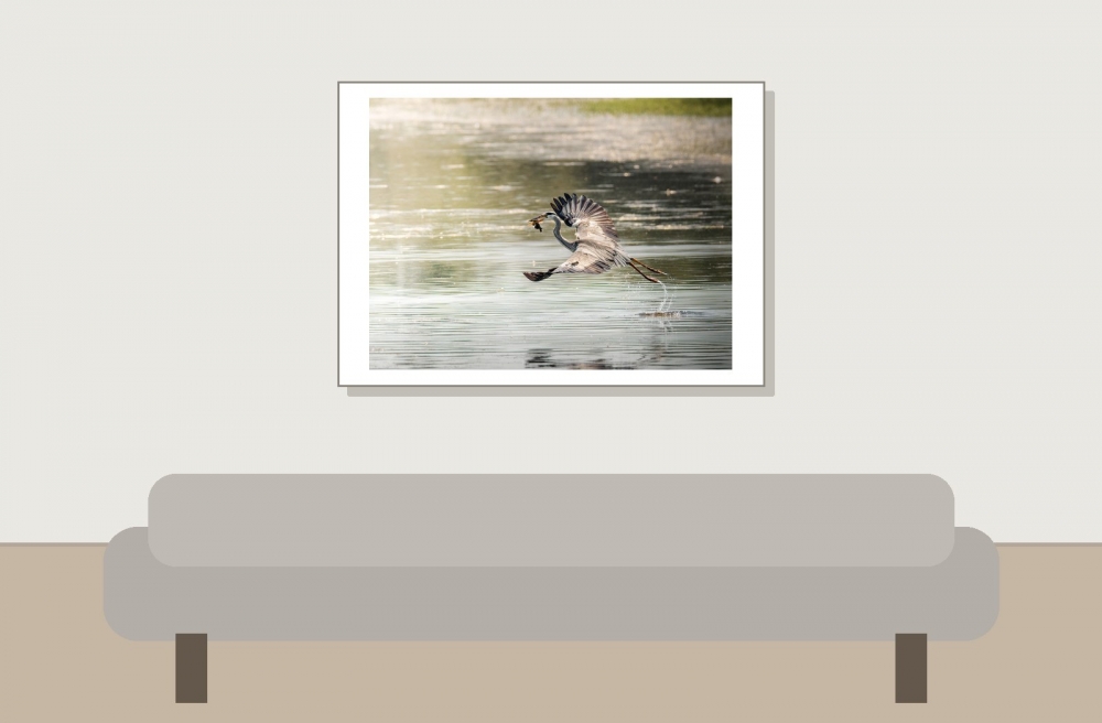 Grey Heron in Rosnay — 70 × 50 cm