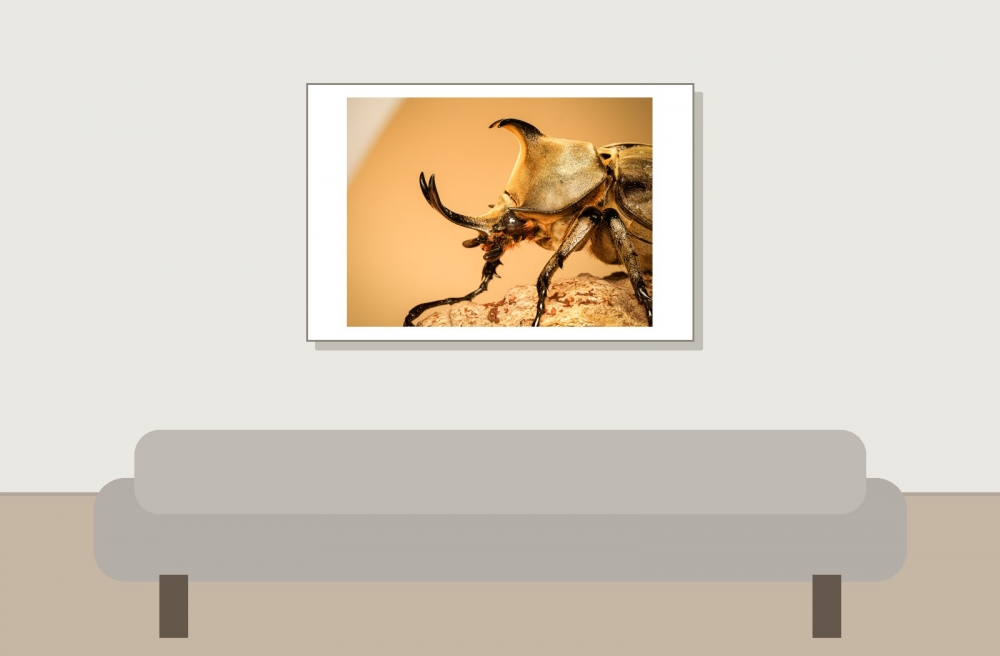 Megasoma Anubis — 20251026 — 60 × 40 cm