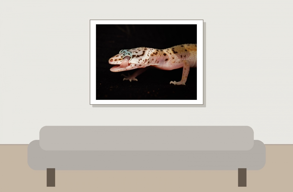 Eublepharis Macularius — 20251114-2025-11-15 — 40 × 30 cm