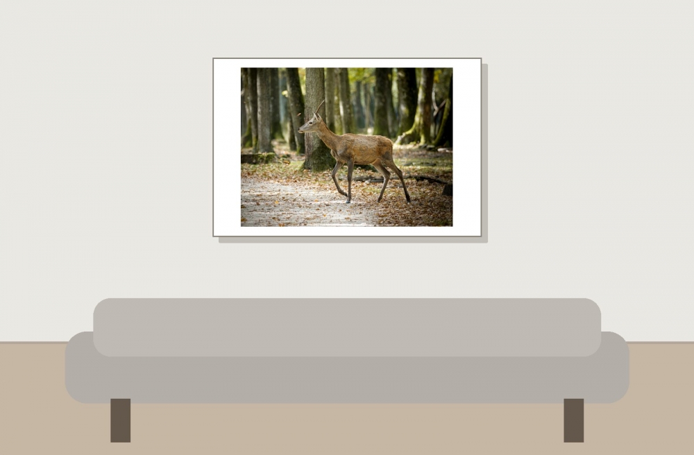 Cervus Elaphus — 20251014 — 60 × 40 cm