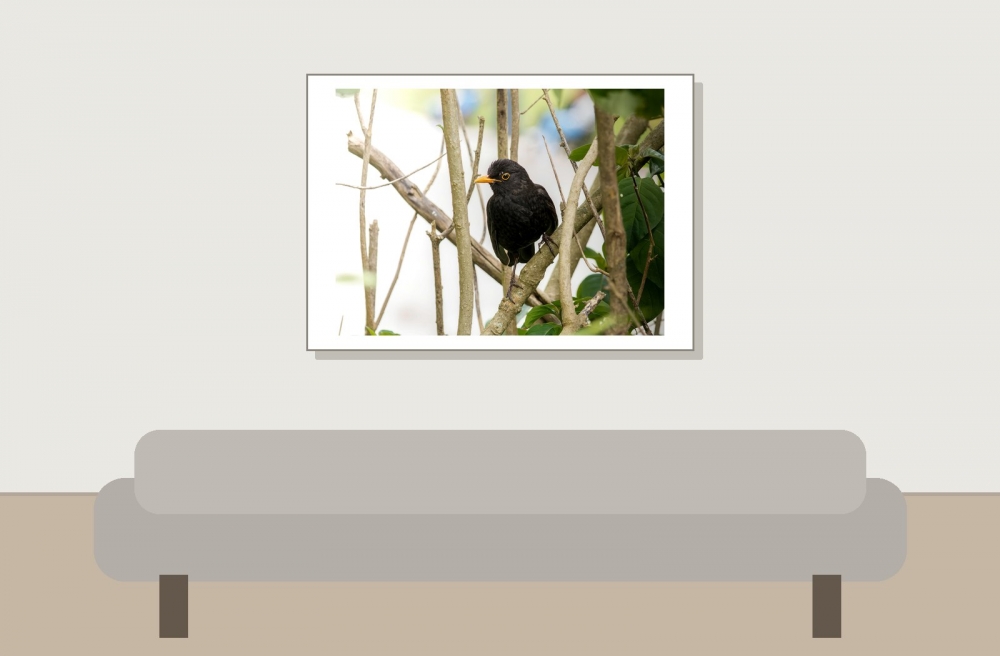 Turdus Merula — Lisbonne