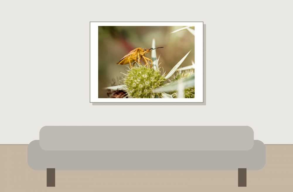 Carpocoris Fuscispinus — Venoy — 70 × 50 cm