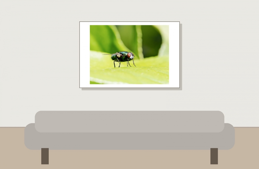 Lucilia Spec — 20250521 — 60 × 40 cm