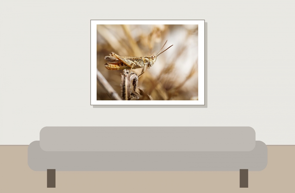 Chorthippus Biguttulus — Cheny — 40 × 30 cm