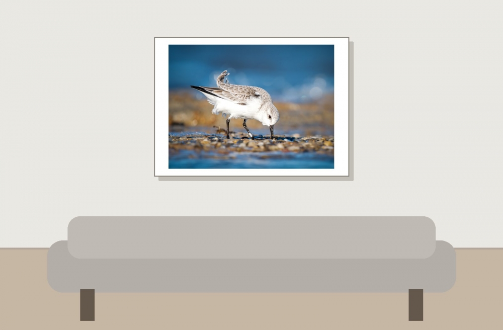 Calidris Alba — 20251205 — 70 × 50 cm