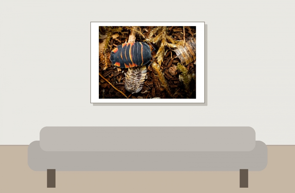 Merulanella Sp Ember Bee — 70 × 50 cm