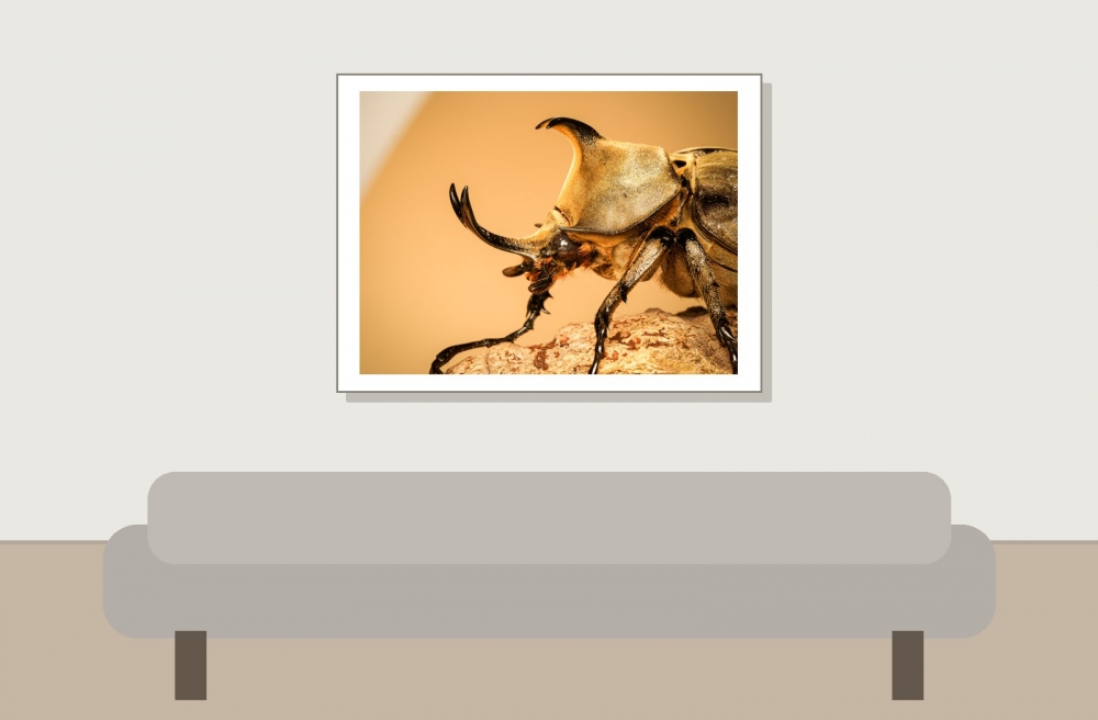 Megasoma Anubis — 20251026 — 40 × 30 cm
