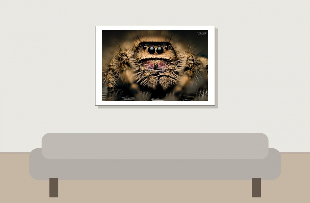 20250124,25 Cercei Phidippus Regius Dos Gardenas — 60 × 40 cm