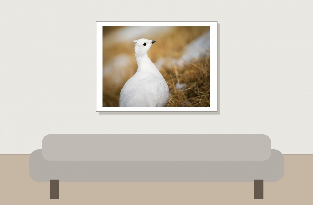 Lagopus Muta 212 — Saint-Agnan-en-Vercors — 40 × 30 cm