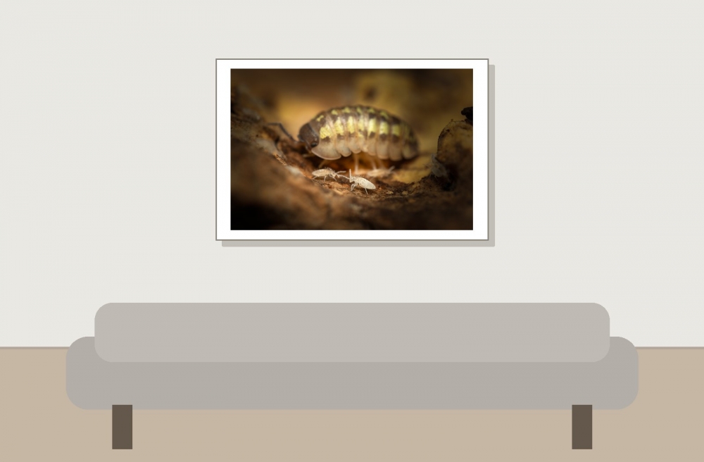 20250125 Armadillidium Granulatum Yellow — 60 × 40 cm