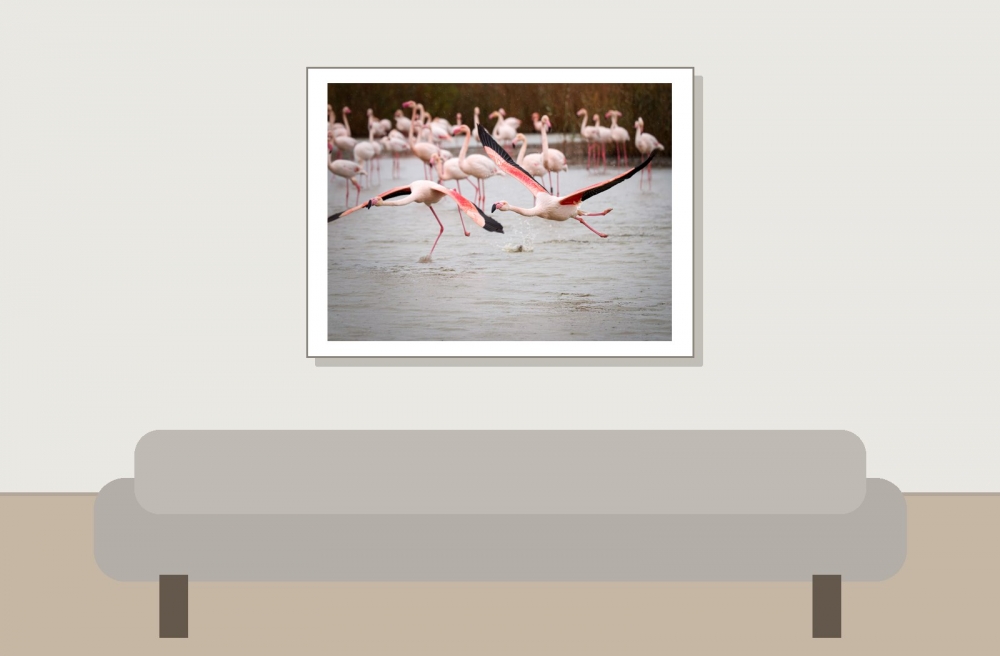 Phoenicopterus Roseus — 20251201 — 40 × 30 cm