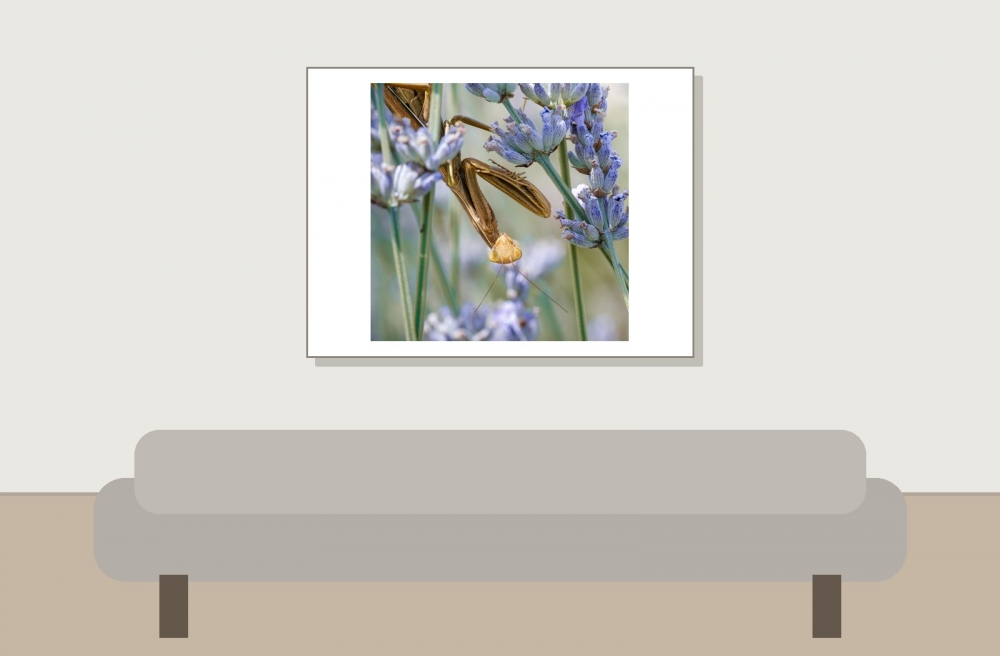 European Praying Mantis in Venoy — 40 × 30 cm