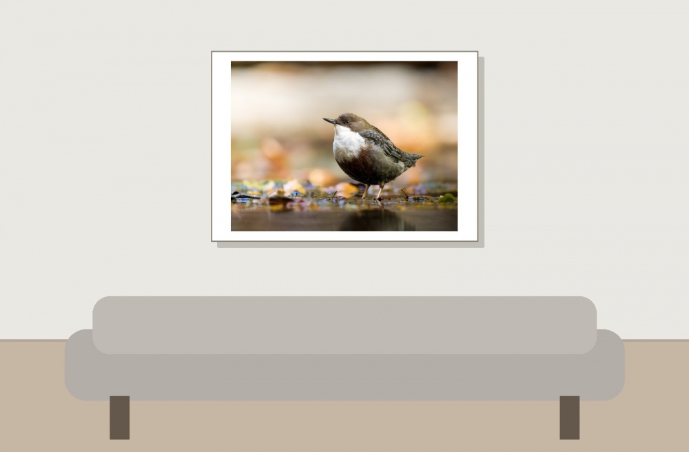 White-throated Dipper in Menétrux-en-Joux — 70 × 50 cm