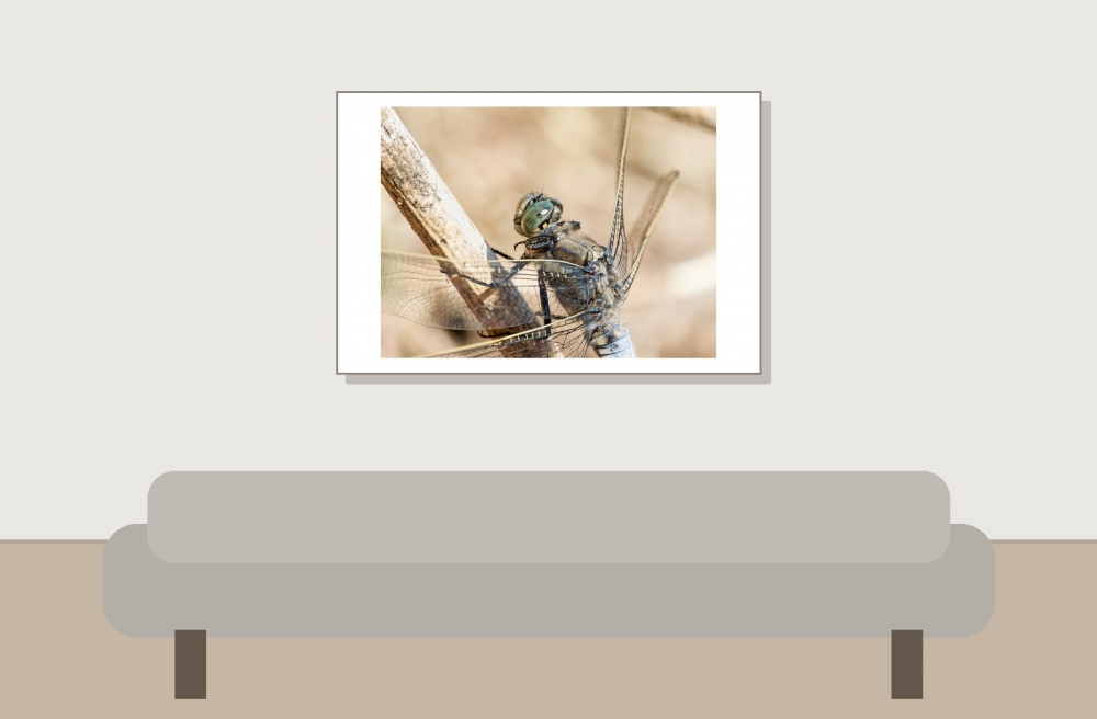 Black-tailed Skimmer in 20250516 — 60 × 40 cm