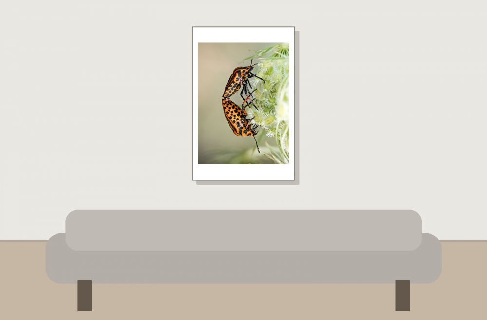 Striped Shield Bug in Cheny — 40 × 60 cm