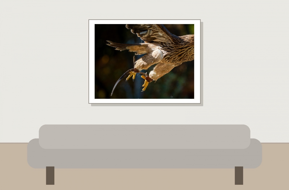 Aquila Chrysaetos — 20251014 — 40 × 30 cm