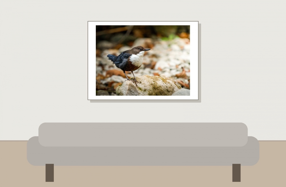 White-throated Dipper in Menétrux-en-Joux — 70 × 50 cm