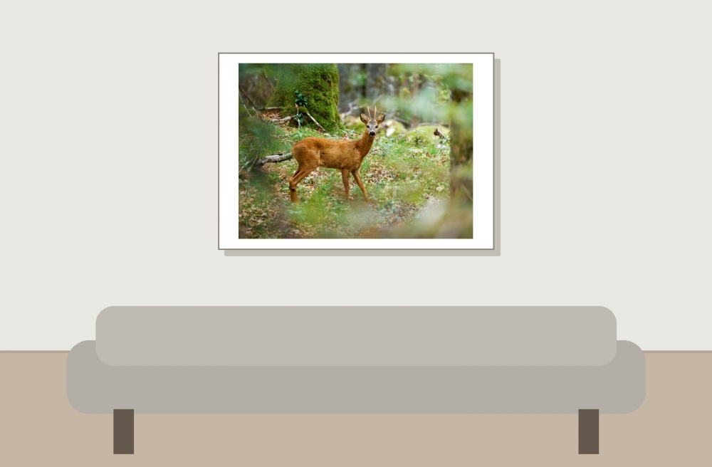 Capreolus Capreolus — Les Planches-en-Montagne — 70 × 50 cm